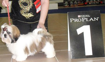 ши-тцу беби класс выставки фото